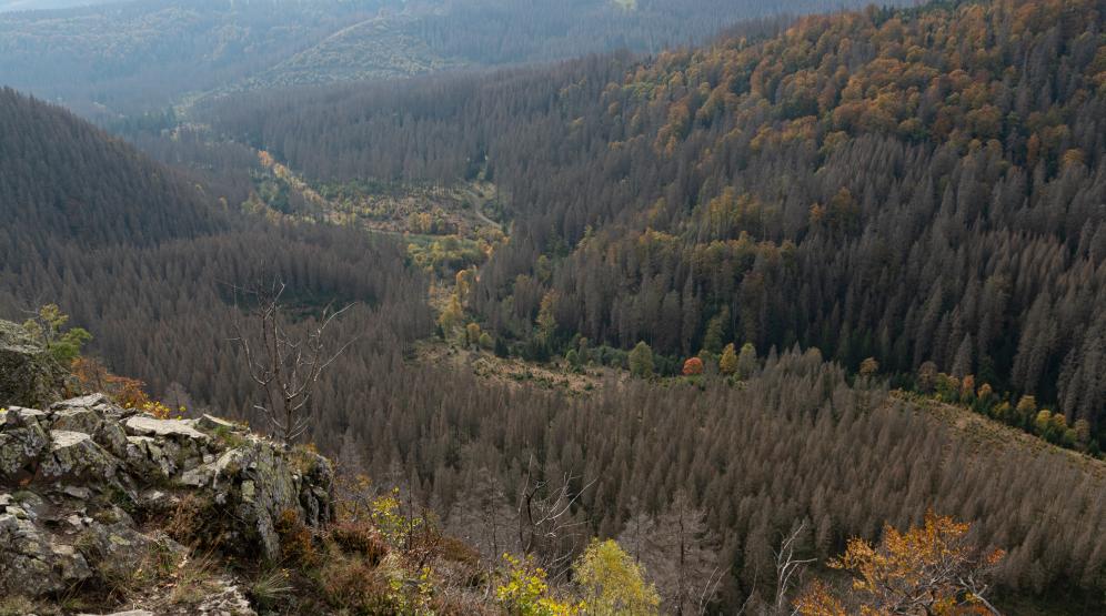 Summitree App Gesundheit Team Klimaschutz Unternehmen Nachhaltigkeit Bergwaldprojekt Harz