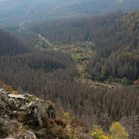 Summitree App Gesundheit Team Klimaschutz Unternehmen Nachhaltigkeit Bergwaldprojekt Harz